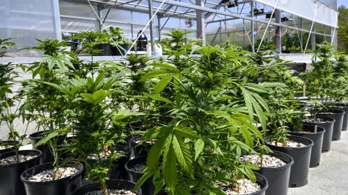 FILE - Marijuana plants are seen at a secured growing facility in Washington County, N.Y., May 12, 2023. New York marijuana regulators approved a measure, Wednesday, July 19, 2023, that will allow legal sales at festivals and other events after complaints by farmers that there are too few dispensaries to sell what they harvested. (AP Photo/Hans Pennink, File)