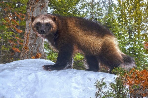 A male wolverine is seen on a hill in the Helena-Lewis and Clark of western Montana in this 2021 photo. Scientists say climate change could harm populations of the elusive animals that live in alpine areas with deep snow. (Kalon Baughan via AP)