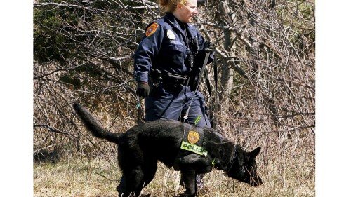 FILE - A Suffolk County Police Department officer and dog search the Gilgo Beach area on New York's Long Island for human remains, March 29, 2011. A suspect has been taken into custody on New York’s Long Island in connection with a long-unsolved string of killings, known as the Gilgo Beach murders. That's according to a law enforcement official who spoke to The Associated Press on Friday, July 14, 2023. (Jim Staubitser/Newsday via AP, File)