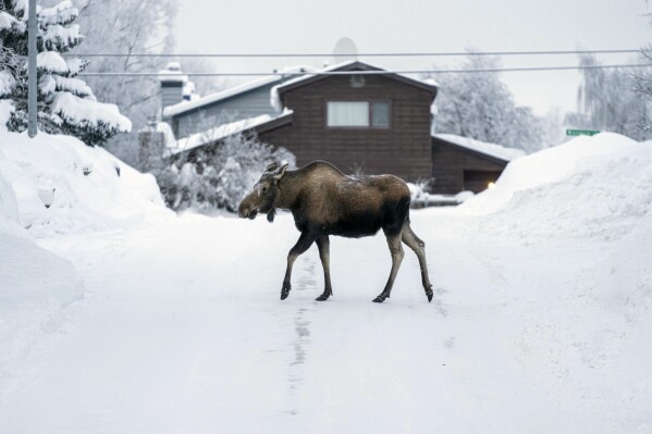 A moose crosses a residential street in the snow, Thursday, Feb. 1, 2024, in Turnagain, Alaska. (Loren Holmes/Anchorage Daily News via AP)