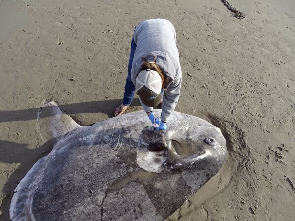 
              In this Feb. 21, 2019 photo, provided by UC Santa Barbara, Jessica Nielsen, a conservation specialist, examines a beached hoodwinker sunfish at at Coal Oil Point Reserve in Santa Barbara, Calif. (Thomas Turner, UC Santa Barbara via AP)
            