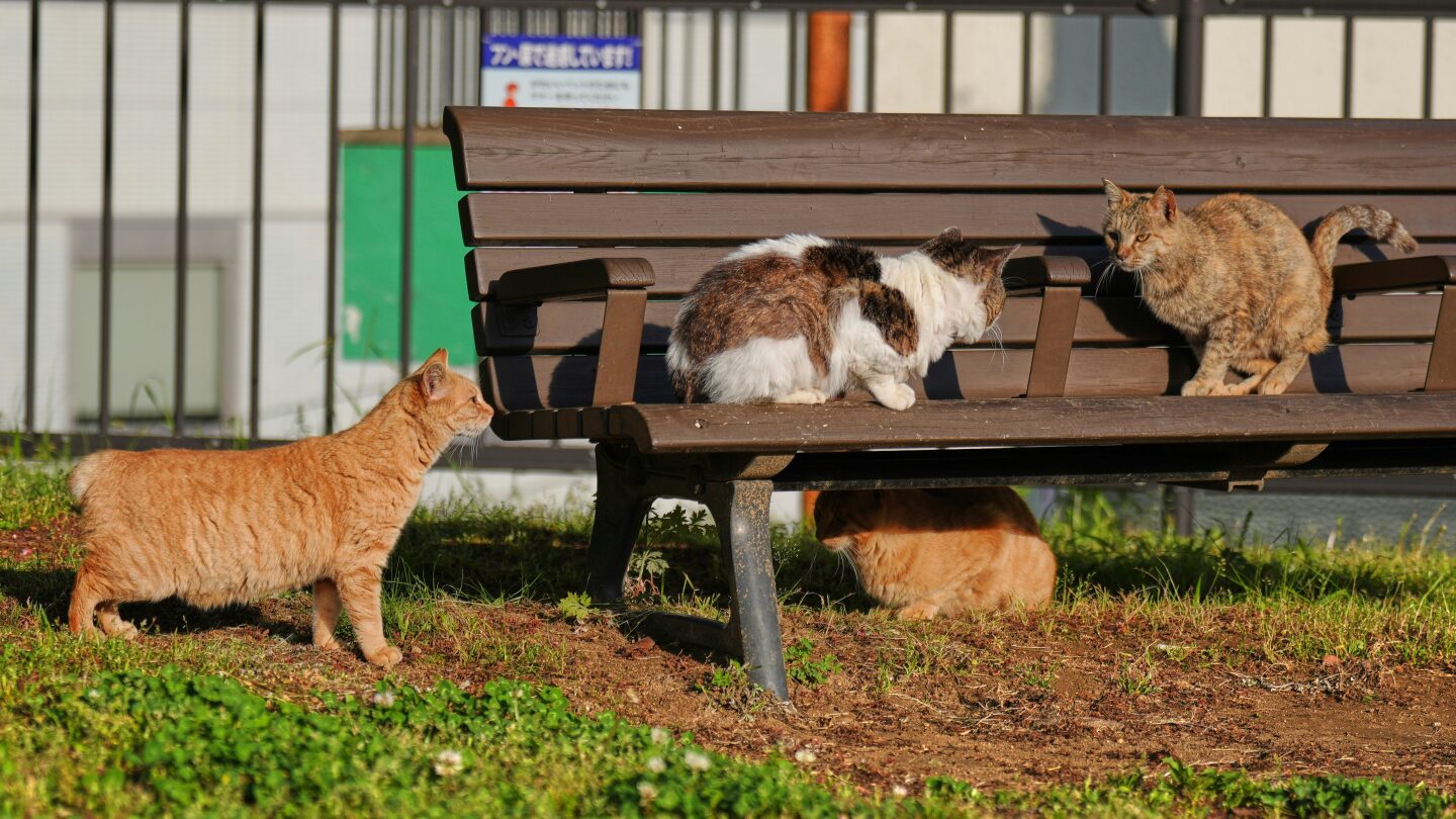 In Japan, rare bobtail cats are considered good luck. Nagasaki is filled with them