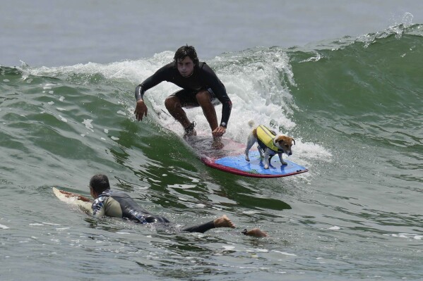 Mauro Canella and his dog Efruz surf in San Bartolo, Peru, Thursday, Jan. 25, 2024. (AP Photo/Martin Mejia)