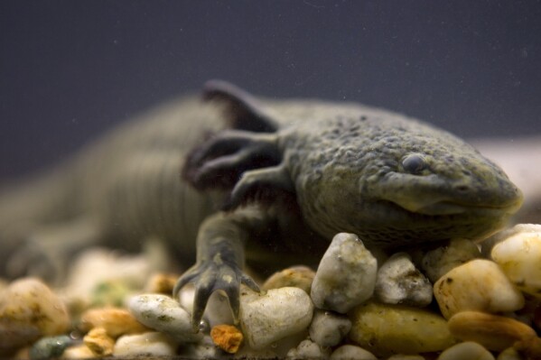 FILE - An Axolotl swims in a tank at the Chapultepec Zoo, in Mexico City, Sept. 27, 2008. Ecologists from Mexico's National Autonomous University relaunched a fundraising campaign Friday, Nov. 24, 2023, to bolster conservation efforts for the axolotls: an iconic, endangered, fish-like type of salamander. (AP Photo/Dario Lopez-Mills, File)