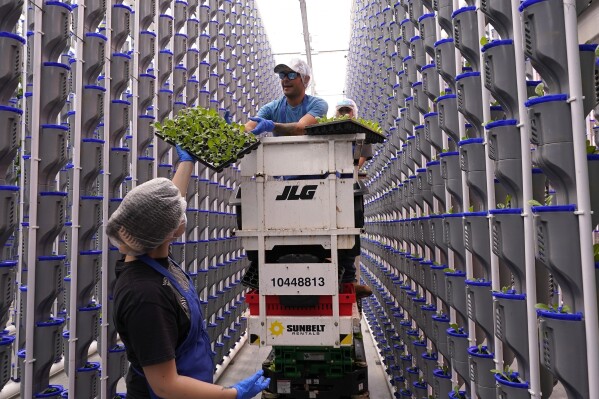 Workers hand off plants during operations at a vertical farm greenhouse in Cleburne, Texas, Aug. 29, 2023. Indoor farming brings growing inside in what experts sometimes call “controlled environment agriculture.” There are different methods; vertical farming involves stacking produce from floor to ceiling, often under artificial lights and with the plants growing in nutrient-enriched water. (AP Photo/LM Otero)