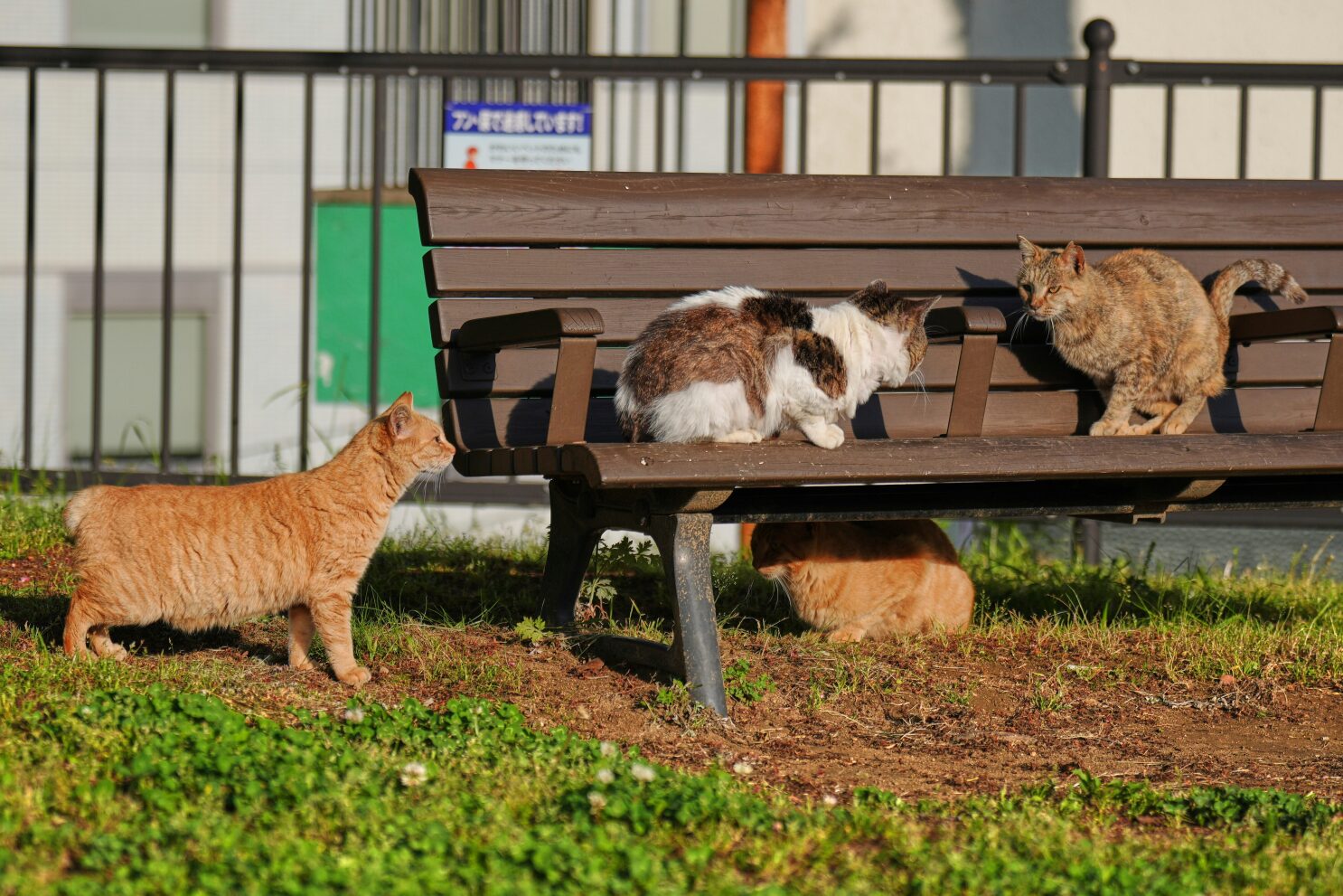 In Japan, rare bobtail cats are considered good luck. Nagasaki is filled with them