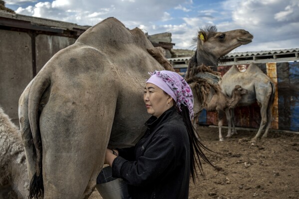 Akerke Molzhigitova milks camels early in the morning before sending them to the desert, along the dried-up Aral Sea, in the village of Tastubek, near Aralsk, Kazakhstan, Monday, July 2, 2023. (AP Photo/Ebrahim Noroozi)