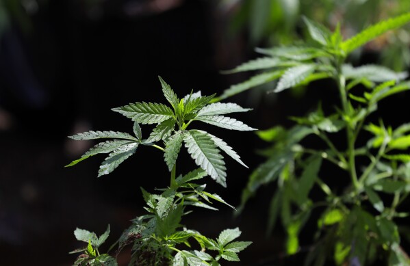 In this April 12, 2018, photo, a marijuana plant awaits transplanting at the Hollingsworth Cannabis Company near Shelton, Wash. (AP Photo/Ted S. Warren, File)