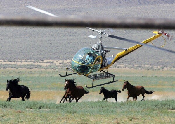 FILE - A livestock helicopter pilot rounds up wild horses from the Fox & Lake Herd Management Area, July 13, 2008, in Washoe County, Nev. Eleven wild horses have died in the first 10 days of a big mustang roundup in Nevada. A Las Vegas congresswoman says the series of tragedies since July 9, 2023, underscores the urgent need to outlaw the use of helicopters to capture the animals. (AP Photo/Brad Horn, File)