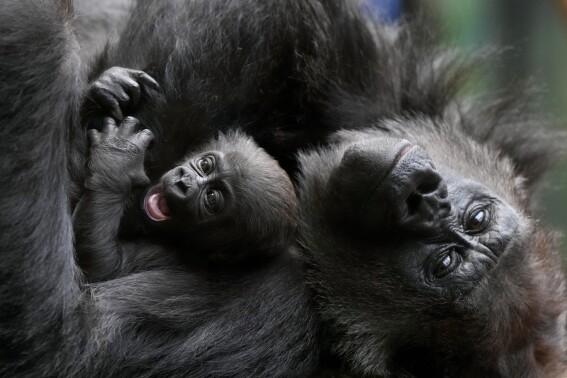 A critically endangered Western Lowland Gorilla mother holds her baby, one of two babies born at the zoo in Jan. and Feb. this year, at London Zoo in London, Monday, March 25, 2024. (AP Photo/Kirsty Wigglesworth)