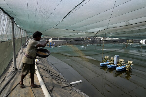 A worker throws feed into a pool at a shrimp hatchery at Nagulapally village, Uppada, Kakinada district, Andhra Pradesh, India, Saturday, Feb. 10, 2024. Activists say India, the largest supplier of U.S. shrimp, America’s favorite seafood, is polluting the environment through aquaculture. (AP Photo/Mahesh Kumar A.)