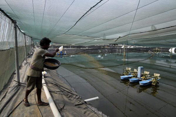 Report calls Indian shrimp industry 'dangerous and abusive