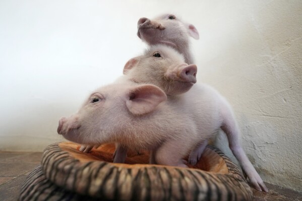 Micro pigs play at a mipig cafe, Wednesday, Jan. 24, 2024, in Tokyo. (AP Photo/Eugene Hoshiko)