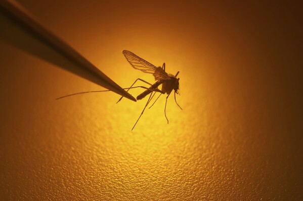 FILE - Salt Lake City Mosquito Abatement District biologist Nadja Reissen examines a mosquito in Salt Lake City, Aug. 26, 2019. European Union officials warned Thursday June 22, 2023, there is a growing risk of mosquito-borne viral diseases such as dengue and chikungunya in Europe due to climate change. (AP Photo/Rick Bowmer, File)