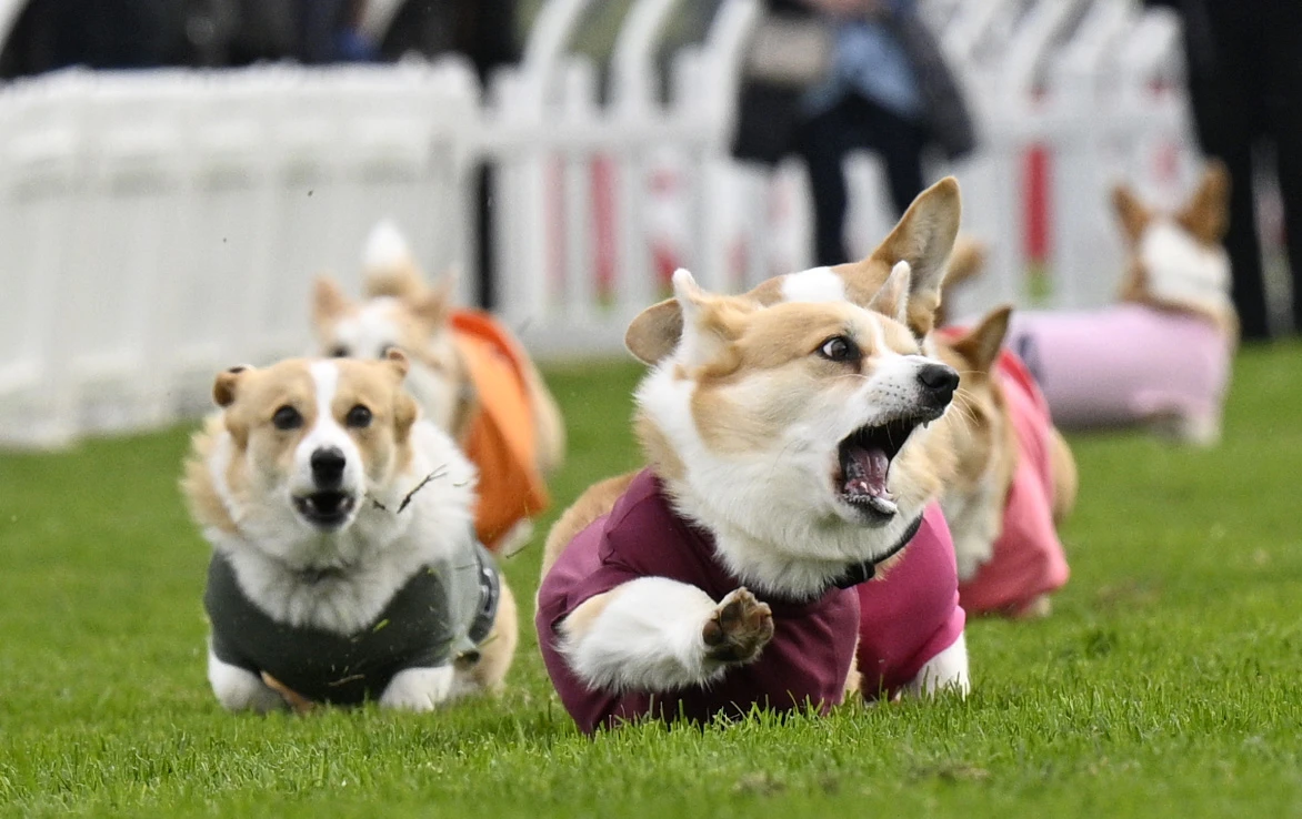 Imagen de una carrera de corgis en Escocia