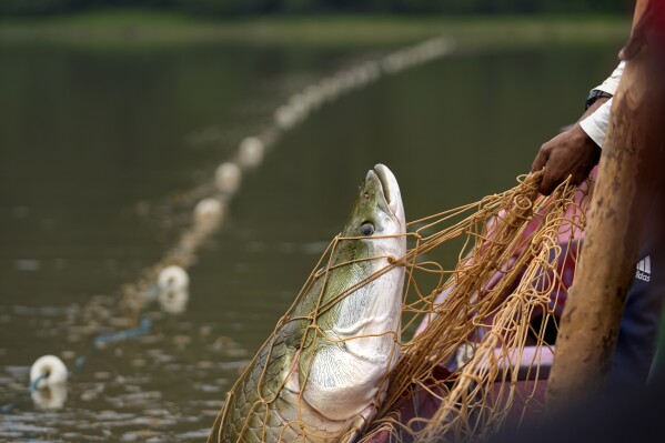 FILE - Fisherman pull with a Pirarucu fish at a lake in San Raimundo settlement lake, Carauari, Brazil, Sept. 6, 2022. Among leaders and advocates of the Amazon rainforest region, there's hope for bioeconomy, a term that refers to people making a living from the forest without cutting it down. Examples include Acai fruits, Pirarucu fish and rubber tapping. (AP Photo/Jorge Saenz, File)