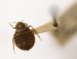 FILE - A bedbug is displayed at the Smithsonian Museum in Washington, March 30, 2011. Greece’s health ministry is seeking police help against hoaxers who tried to scare foreign tourists out of several Athens short-term rental flats by inventing a bedbug crisis. (APPhoto/Carolyn Kaster, File)