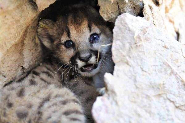 This Aug. 2022 photo released by National Park Service, NPS, shows kitten P-112, estimated to be 34 days old, in a well-protected shelter in a rocky area of the western Santa Monica Mountains, Calif. A mountain lion tracked by biologists in mountains near Los Angeles gave birth over the summer to four healthy kittens. The NPS said Tuesday, Dec. 6, 2022, that the cougar dubbed P-99 delivered the litter last July. Biologists were able to examine and tag the baby lions in August while their mother was away from the den. Meanwhile, Los Angeles officials are considering creating a regional wildlife district aimed at protecting mountain lions and other animals including bobcats, coyotes and deer. (Jeff Sikich/National Park Service via AP)