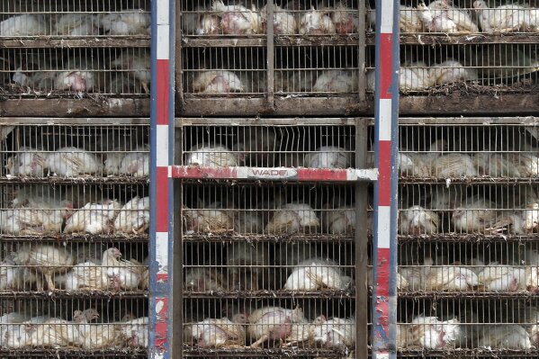FILE - In this Thursday, Aug. 8, 2019, file photo, chickens are shipped for processing in Morton, Miss. The use of antimicrobial washes and sprays is widespread in the U.S. chicken industry, with companies applying them to kill germs at various stages in the production process. The practice highlights concerns that Britain could be pressured to accept looser food safety standards when negotiating post-Brexit trade deals. (AP Photo/Rogelio V. Solis)