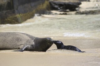 FILE - A Hawaiian monk seal and her newborn pup are seen on a Waikiki beach in Honolulu on June 29, 2017. U.S. officials on Thursday, June 20, 2024, said they fined two Hawaii residents $20,000 for their alleged roles in the fatal mauling of a female Hawaiian monk seal pup by unleashed dogs. (AP Photo/Audrey McAvoy, File)