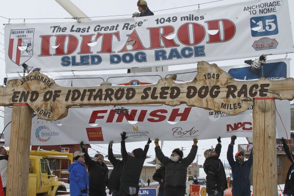 FILE - Volunteers help raise the Iditarod finishers banner at the burled arch finish line in Nome, Alaska, March 16, 2015. Two dogs from separate teams have died while competing in the 2024 Iditarod, and the first deaths during the race across Alaska since 2019 has prompted the call to end the race from an animal rights group. (AP Photo/Mark Thiessen, File)
