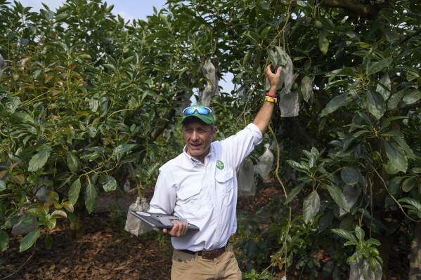 Francis Bruderer, the president of the Association of Guatemalan Avocado Producers, gives an interview at an avocado farm in the process of meeting the requirements to export to the United States, in San Miguel Duenas, Guatemala, Wednesday, April 23, 2025.(AP Photo/Moises Castillo)