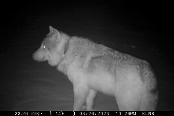 A gray wolf is seen in a trail camera image on the Sherman Creek Ranch, March 26, 2023, near Walden, Colorado. As state officials prepare to reintroduce wolves in western Colorado, a small number of the animals already have wandered in from Wyoming. (Don Gittleson via AP)