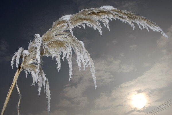 FILE - Pampas grass (Cortaderia selloana) covered with rime appears in Ludwigsburg, Germany on March 12, 2010. Experts say some plants are more flammable than others but all plants can ignite under the right conditions. Those conditions include improper pruning, insufficient watering, and poor sanitation practices that allow dry, dead plant parts to remain on the soil surface. (AP Photo/Thomas Kienzle, File)