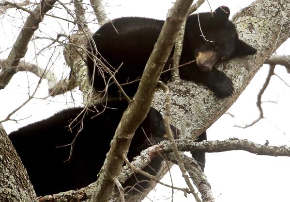 Two of the four bears sleeping in a tree on Bruin Drive in Chesapeake, Va., on Monday, Dec. 27, 2021. (Stephen M. Katz/The Virginian-Pilot via AP)
