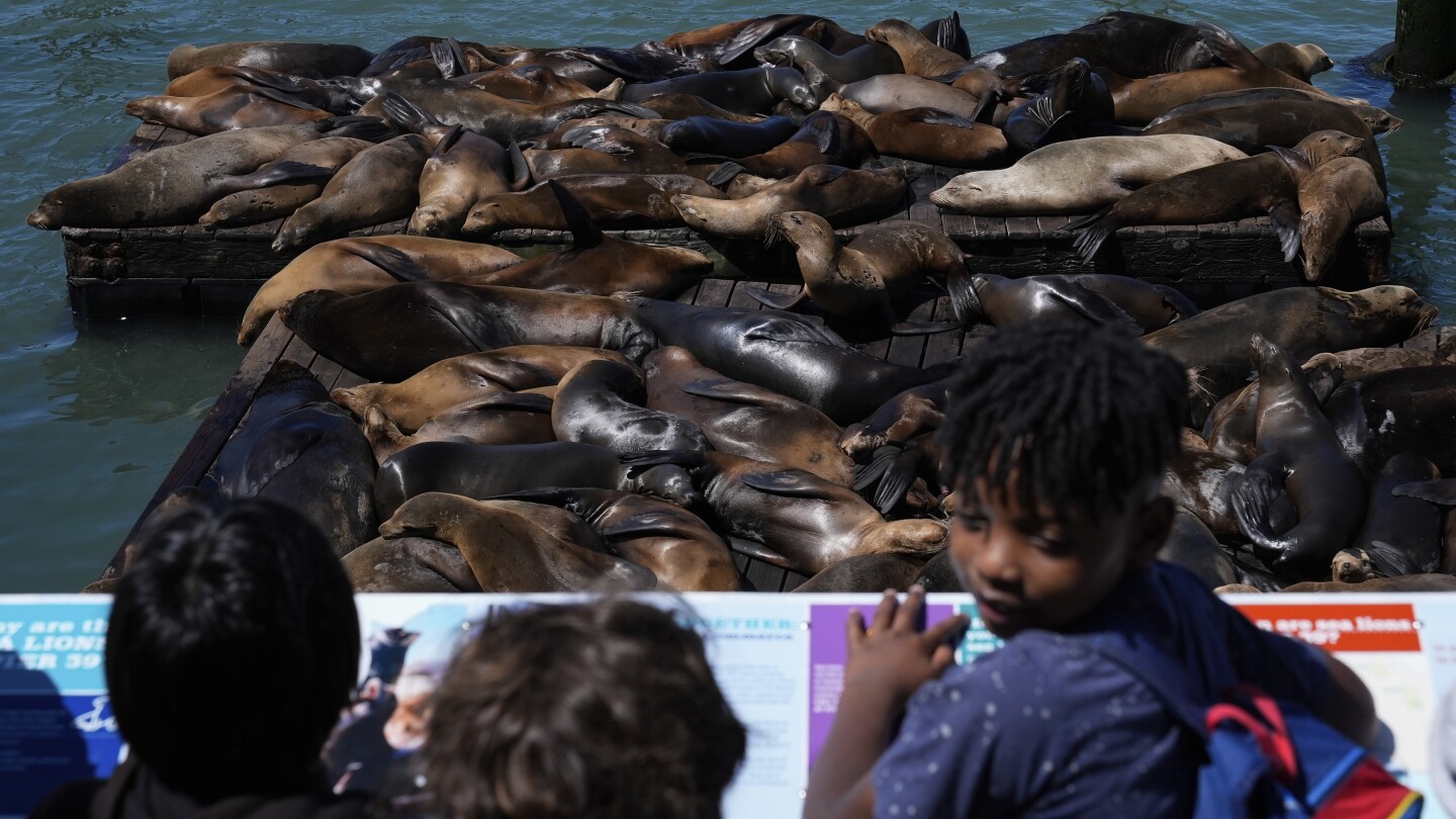 Празник с хамсия привлича множество морски лъвове на един от кейовете на Сан Франциско, най-много от 15 години