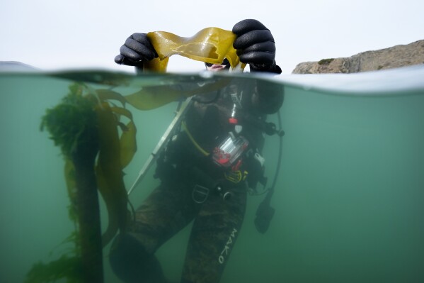 Scientific diver Morgan Murphy-Cannella holds bull kelp with a dark patch of reproductive spores as she surveys a reforestation project, Friday, Sept. 29, 2023, near Caspar, Calif. Kelp forests play an integral role in the health of the world鈥檚 oceans, one of the issues being discussed at the United Nations climate summit in Dubai. (AP Photo/Gregory Bull)