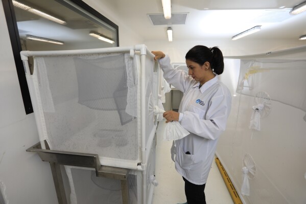 Coordinator Marlene Salazar observes mosquitoes kept in a cube-shaped cage, at the World Mosquito Program’s factory in Medellin, Colombia, Thursday, Aug. 10, 2023. (AP Photo/Jaime Saldarriaga)
