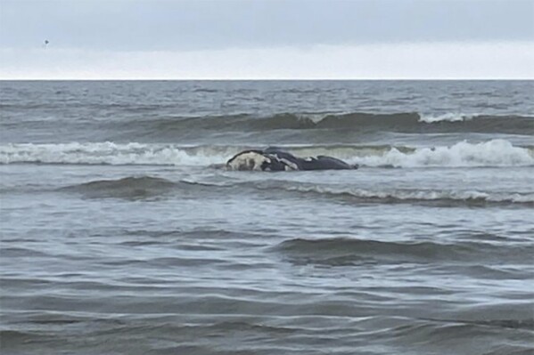 This photo provided by the National Park Services shows a dead right whale calf off of Georgia. The calf was the first of the year for the rare species, and federal authorities say it was killed by a collision with a ship. The calf had first been seen with injuries two months ago. (National Park Services via AP)