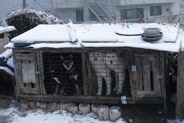 FILE - Dogs are seen in a cage at a dog meat farm in Siheung, South Korea, Feb. 23, 2018. South Korea said Thursday, Nov. 25, 2021, it'll launch a government-led task force to consider outlawing dog meat consumption, about two months after the country's president offered to look into ending the centuries-old eating practice. (AP Photo/Ahn Young-joon, File)