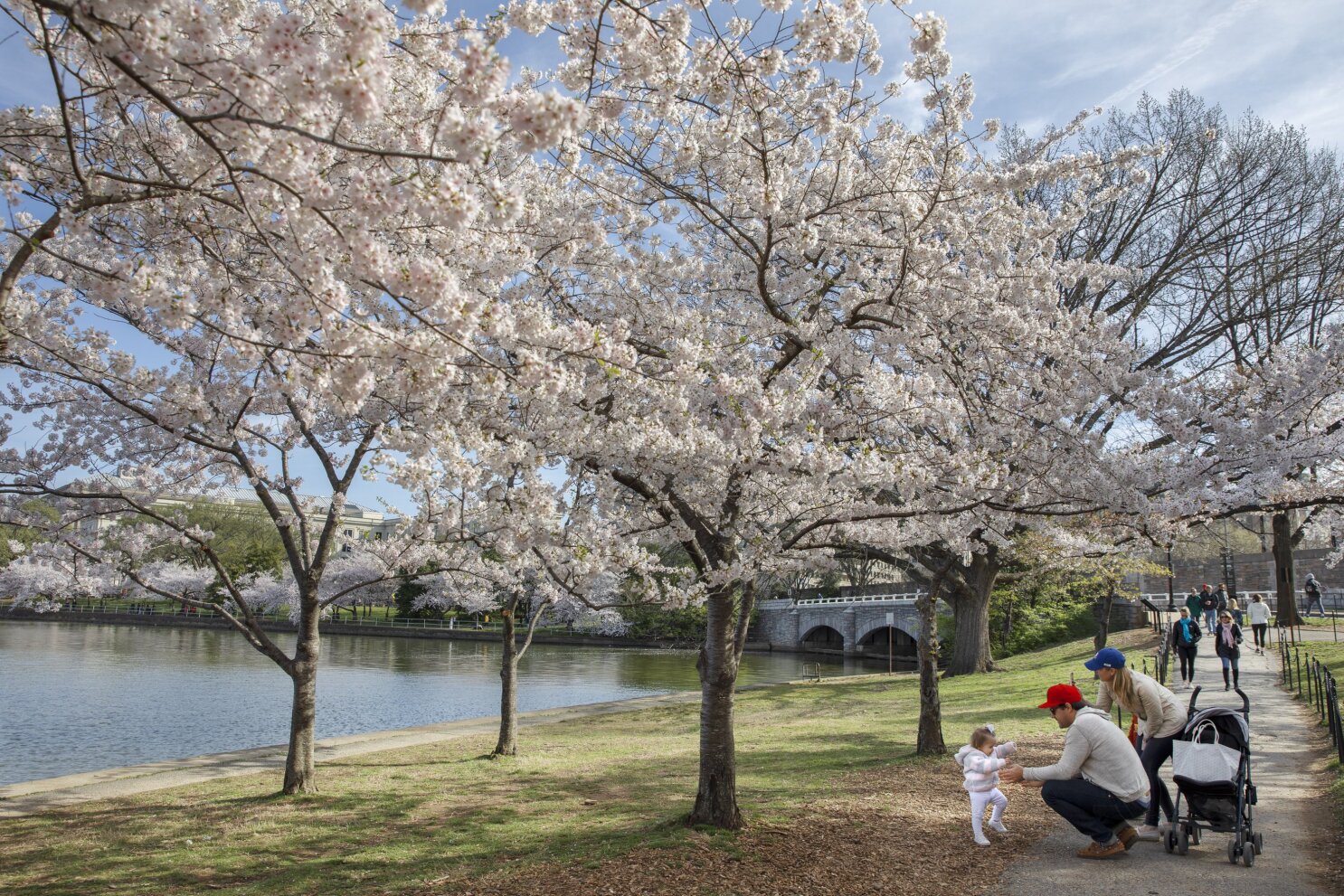 MLB - The D.C. Cherry Blossoms have arrived early this