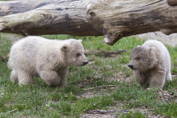 In this image released by Ouwehands Zoo Rhenen on Wednesday March 18, 2020, a pair of polar bear twins make their public debut at a Dutch zoo, without public because of coronavirus restrictions. The two youngsters cautiously ventured out of the maternity den at the Ouwehands Zoo on Wednesday morning, sticking close to their mother, called Freedom, as they explored their outdoor enclosure for the first time since they were born on Nov. 27.  (Tonny Hoevers, Ouwehands Zoo Rhenen via AP)