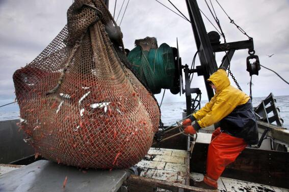 FILE-- In this Jan. 6, 2012, file photo, James Rich maneuvers a bulging net full of northern shrimp caught in the Gulf of Maine. New England's shrimp fishery will remain shut down because of concerns about the health of the crustacean's population amid warming ocean temperatures. The fishery has been shut down since 2013. (AP Photo/Robert F. Bukaty, FILES)