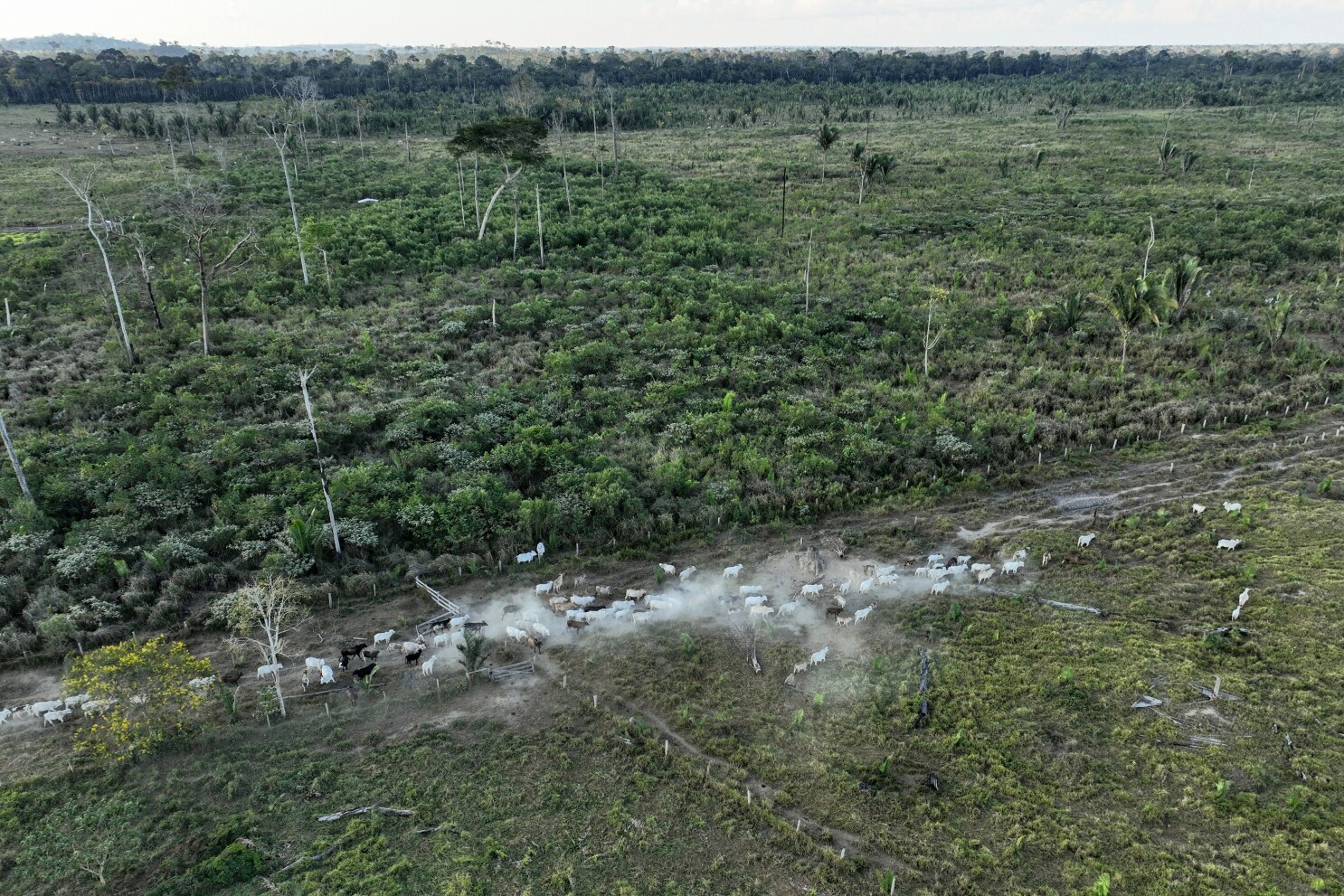 Brazil slaughterhouses reduce ties to Amazon deforestation, but cattle laundering remains issue