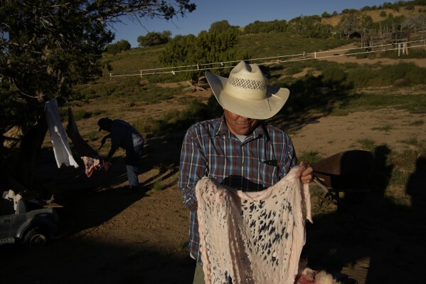 Jay Begay holds the caul fat from a sheep Wednesday, Sept. 6, 2023, in the community of Rocky Ridge, Ariz., on the Navajo Nation. (AP Photo/John Locher)