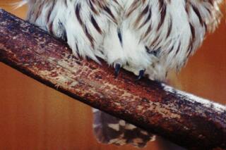 FILE - In this Jan. 16, 1998, file photo, pygmy owls, similar to this one shown at the Arizona-Sonora Desert Museum in Tucson, Ariz., that make their nest inside cavities of Arizona's saguaro cactus have a new chance for federal protection. Federal wildlife officials are proposing restoring some protection for a tiny desert owl known for nesting in Arizona's saguaro cactus. The Arizona Daily Star reports the U.S. Fish and Wildlife Service this week formally registered a proposal to list the cactus ferruginous pygmy owl as a threatened species. (AP Photo/John Miller, File)
