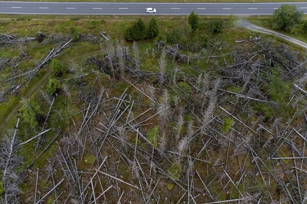 Um carro passa por árvores mortas nas florestas estaduais da Baixa Saxônia nas montanhas Harz, perto de Clausthal-Zellerfeld, Alemanha, sexta-feira, 28 de julho de 2023. (AP Photo/Matthias Schrader)