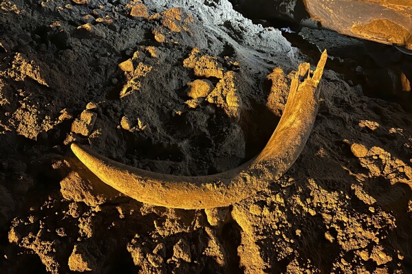 In this image provided by Coleman Fredricks, coal miners unearthed a mammoth tusk in May 2023 at the Freedom Mine near Beulah, N.D. The large scoop of an electric shovel dug the tusk out of the earth and dropped it into a truck, which later dumped the load, revealing the tusk. The North Dakota Geologic Survey subsequently visited the mine and dug for more bones at the site, finding more than 20 mammoth bones, now wrapped in plastic for their protection as paleontologists work to preserve them. (Coleman Fredricks via AP)