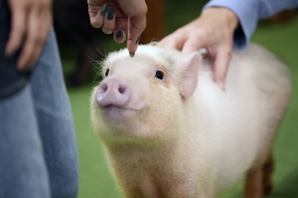 Customers play with a micro pig at a mipig cafe, Wednesday, Jan. 24, 2024, in Tokyo. (AP Photo/Eugene Hoshiko)