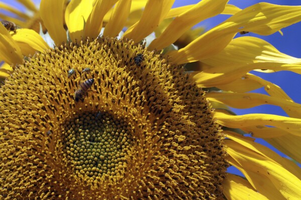 FILE - Bees and other insects gather on a sunflower at the Agro Brasilia, an agricultural exhibition on the outskirts of Brasilia, Brazil, May 18, 2012. A new study finds that changes in the climate and land use are combining to dramatically shrink the numbers of insects pollinating key tropical crops and plants. (AP Photo/Eraldo Peres, File)