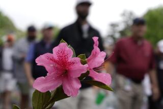 Spectators walk past an azalea as they leave the Augusta National Golf Course after play was suspended because of approaching inclement during a practice round for the Masters golf tournament on Tuesday, April 5, 2022, in Augusta, Ga. (AP Photo/Charlie Riedel)