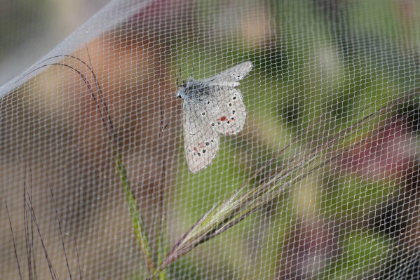 A silvery blue butterfly, the closest relative to the extinct Xerces blue butterfly, is seen under netting after its release in the Presidio's restored dune habitat in San Francisco, Thursday, April 11, 2024. (AP Photo/Eric Risberg)