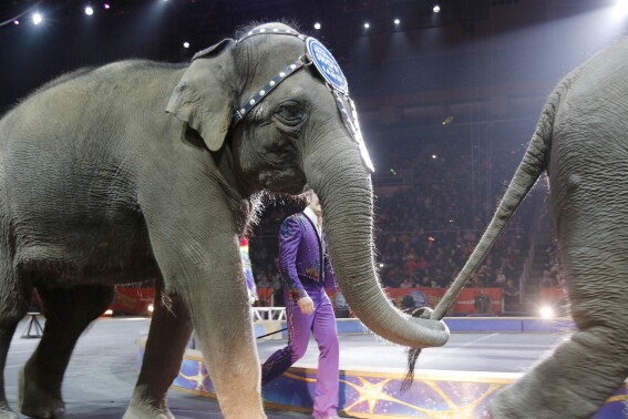 FILE - Asian elephants perform for the final time in the Ringling Bros. and Barnum & Bailey Circus, May 1, 2016, in Providence, R.I. (AP Photo/Bill Sikes, File)