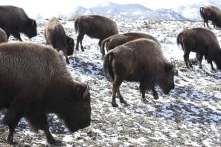 FILE - Bison roam outside Yellowstone National Park in Gardiner, Mont., on March 17, 2011 .As many as 900 bison from the park maybe shot by hunters, sent to slaughter or placed in quarantine this winter in a program agreed to by federal, tribal and state officials, Wednesday, Dec. 1, 2021. The program, reported by the Bozeman Daily Chronicle, is an effort to prevent the spread of a disease to cattle. (AP Photo/Janie Osborne, File)