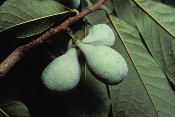 This July, 1991, image provided by the Missouri Dept. of Conservation shows a cluster of pawpaw fruits on a tree in Missouri. The fruit, which has a creamy interior, has a flavor similar to bananas. (Missouri Dept of Conservation via AP)