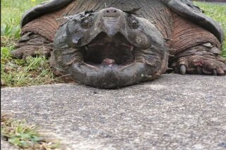 This 2020 photo provided by the Fairfax County Police Department shows a 65-pound (29-kilogram) alligator snapping turtle in Alexandria, Va. The turtle, dubbed Lord Fairfax, who was repeatedly crossing a residential road in the Alexandria area, according to Fairfax County Police, has found a new home at a Virginia zoo. (Fairfax County Police Department via AP)